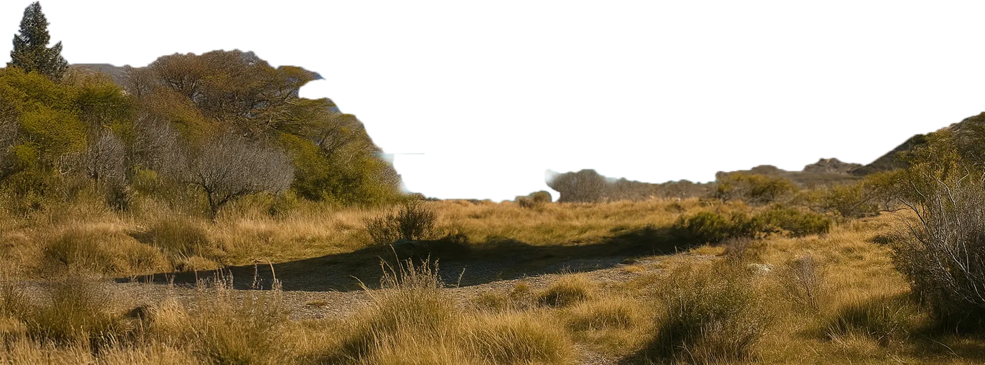 Tasman
